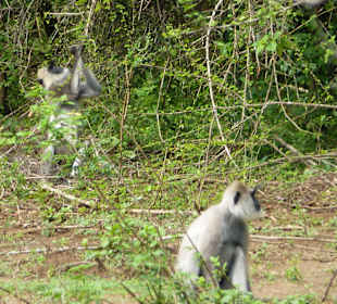 Udawalwa Nationalpark