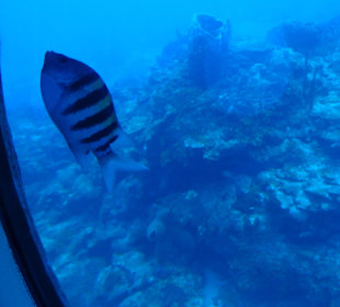 Blick durch Bullauge