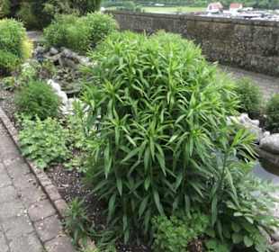 Benediktinerkloster Lorch