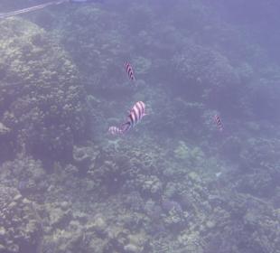 Korallenriff mit Bewohner