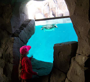 Pływające pingwiny, obserwowane w jaskini