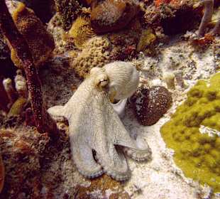 Unterwasserwelt Sosua Merlin Tauchschule