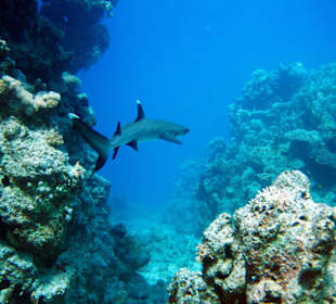 Whitetip beim Schnorcheln