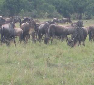 Büffelherde