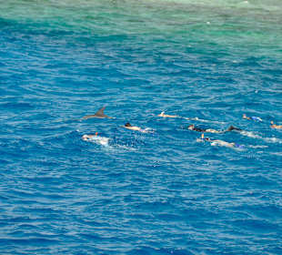 Schnorcheln mit den Delphinen