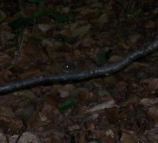 Raschelnde Bewohner überall