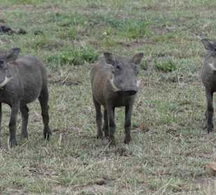 Safari in der Masai Mara