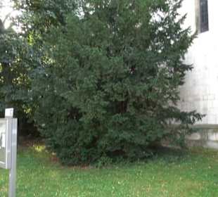 Schottenkirche St. Jakob