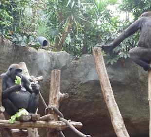 Gorillas