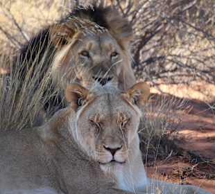 Kalahari Löwen