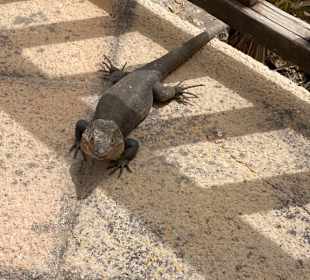 Kleine Eidechsen laufen auf den Wegen herum