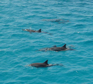 Dolphin House
