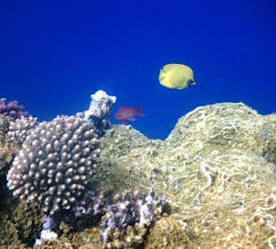 Sharm El Naga - faszinierende Unterwasserwelt