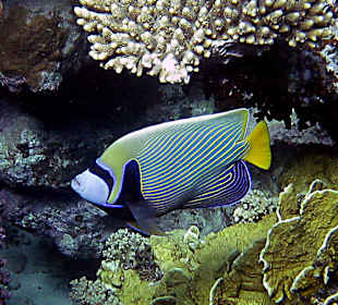 Imperatorkaiserfisch