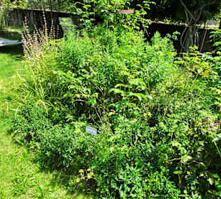 Impressionen aus dem Trostberger Rosengarten