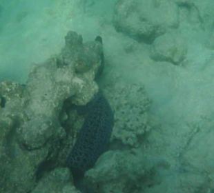 Wunderschöne Zeichnung der Muräne