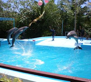 Delfinshow