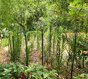 Im Garten der Orchideen