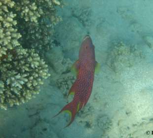 hausriff Fort Arabesque