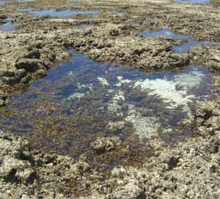 Ausflug Glasbodenboot Diani Beach