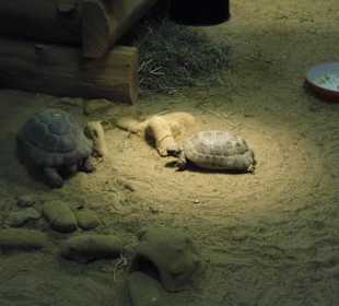 WildparkImpression September 2013