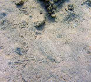 Eine Moses Seezunge am Hausriff Grand Makadi