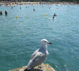 Der Strand gefällt auch der Möwe