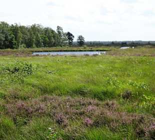 Blick über die Flächen am Moorerlebnispfad