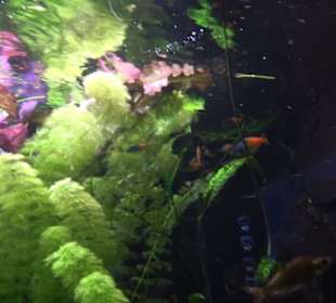 Tierpark Hellabrunn - Fische