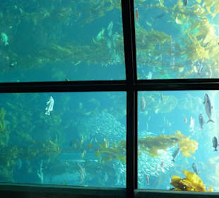 Riesen Aquarium mit Seegang