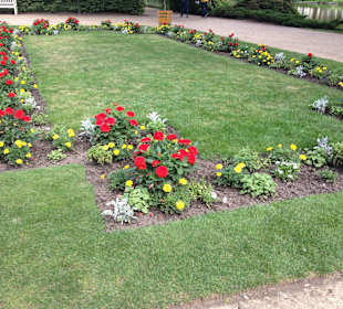 Łazienki - rośliny