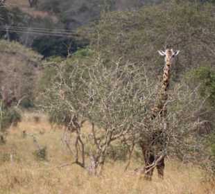 Tsavo West