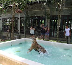 Tygrys w basenie Tiger Kingdom