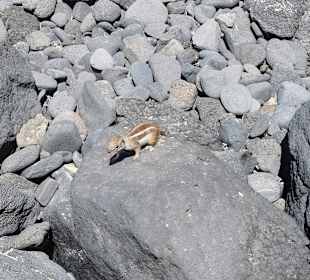 Strand Playa de Esquinzo / Playa de Butihondo