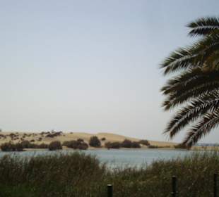 Aussicht auf die Dünen