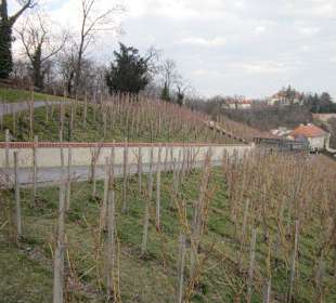 Weinberg vom Hradschin