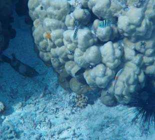 Koralle mit Kinderstube