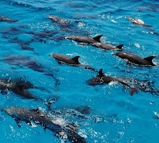 Dolphin Tour