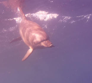 Delfin 1