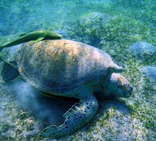 Schildkröte Marsa Mubarak