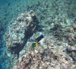 Sergent und ein Besenschwanz