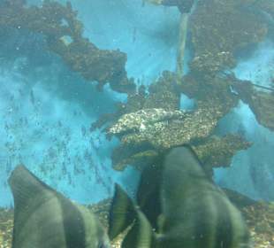 Aquarium in Hurghada