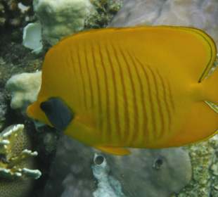 Schnorcheln Abu Dabbab