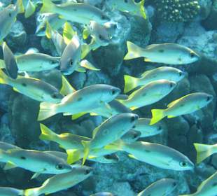 Schnorcheln Marsa Alam