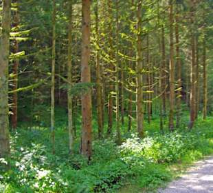 Der Therapeutische Wanderweg