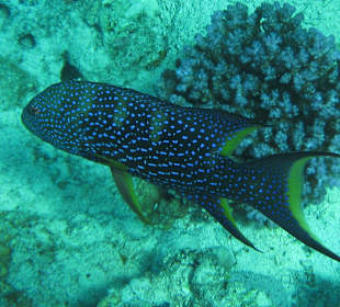 Mondsichel-Juwelenbarsch