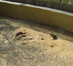 Süße Tierchen, nicht?