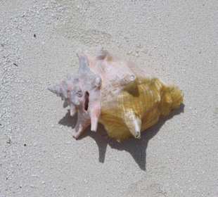 eine von vielen Botuto Muscheln