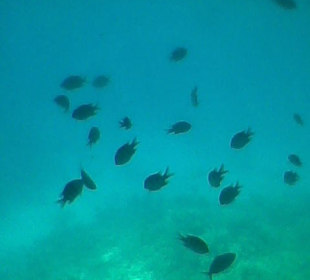 Fische schwimmen vorbei