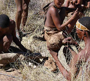 Diese Knollen ersetzen die Wasserstelle